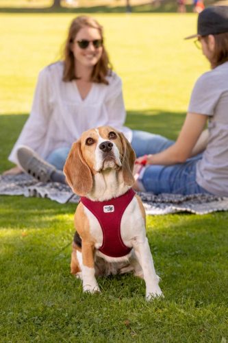 CURLI Kutyahám csatos Air-Mesh Fuchsia M, 6-9 kg