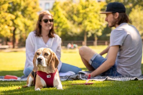 CURLI Kutyahám csatos Air-Mesh Fuchsia M, 6-9 kg