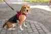 CURLI Kutyahám légáteresztő csattal Air-Mesh Fuchsia, L, 8-13 kg