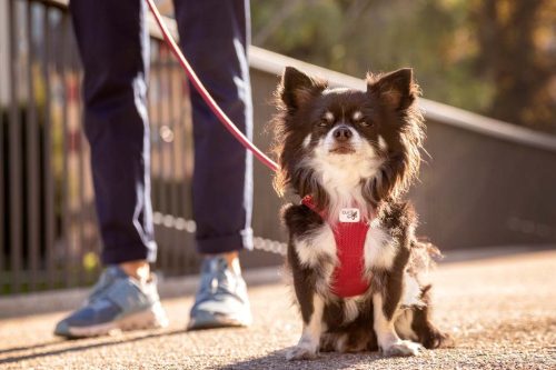 CURLI Kutyahám csatos Air-Mesh Kék 2XS, 2-4kg