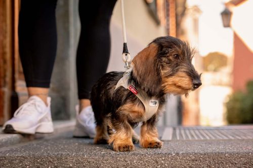 CURLI Kutyahám csattal Air-Mesh Kék S, 4-7kg