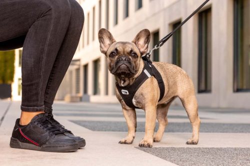 CURLI Kutyahám csat Air-Mesh Light Tan XL, 12-18 kg