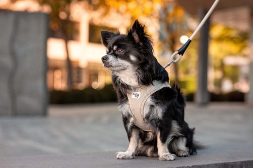 CURLI Kutyahám csatos Air-Mesh Black 3XS, 1,5-3kg