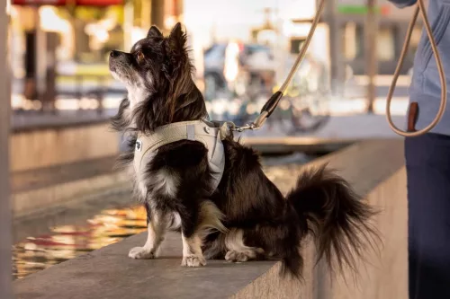 CURLI Kutyahám csatos Air-Mesh Black XS, 3-5kg