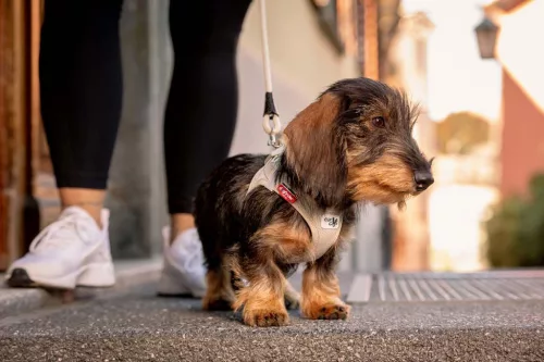 CURLI Kutyahám csatos Air-Mesh Black S, 4-7kg