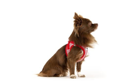 CURLI Kutyahám csattal Merino gyapjú Piros 2XS, 2-4 kg