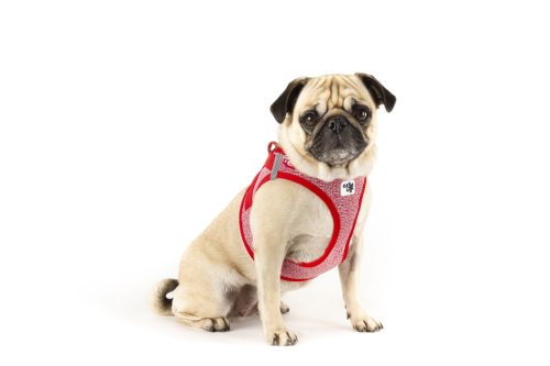 CURLI Kutyahám csattal Merino gyapjú Piros L, 8-13 kg