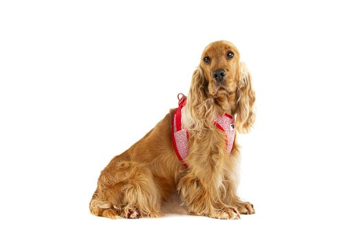 CURLI Kutyahám csattal Merino gyapjú Fekete XL, 12-18 kg