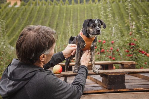 CURLI Kutyahám alma bőrből Brown 2XS, 2 - 4 kg