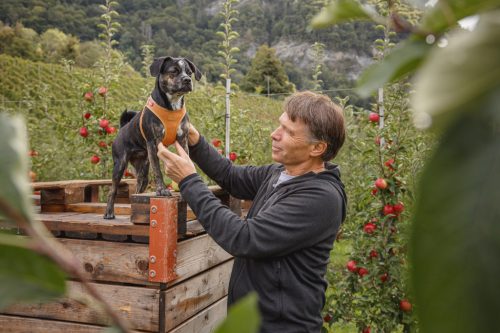 CURLI Kutyahám alma bőrből Brown XS, 3 - 5 kg