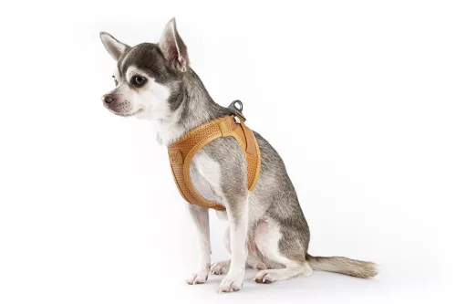 CURLI Kutyahám alma bőrből Brown S, 4 -7 kg