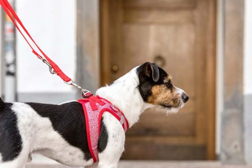 CURLI Állítható póráz kutyáknak Nylon Piros M 200x1,5cm