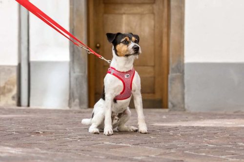 CURLI Állítható póráz kutyáknak Nylon Piros M 200x1,5cm