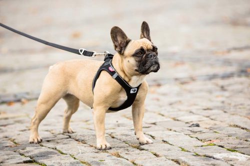 CURLI Állítható póráz kutyáknak Nylon Fekete L 200x2cm