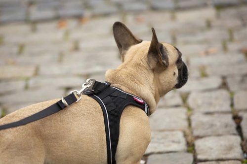 CURLI Állítható póráz kutyáknak Nylon Fekete L 200x2cm