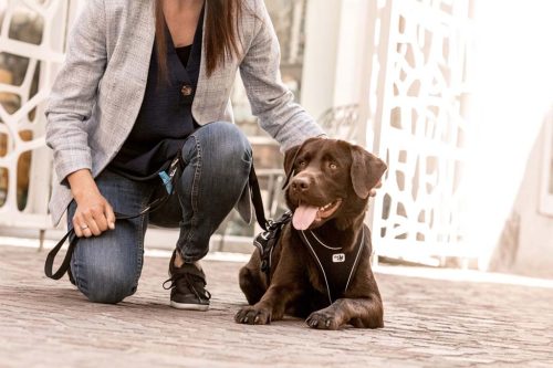 CURLI Állítható póráz kutyáknak Nylon Fekete L 200x2cm