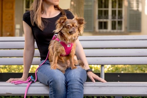 CURLI Póráz kutyáknak Comfort Pink M