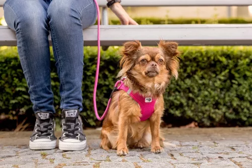 CURLI Póráz kutyáknak Comfort Pink M