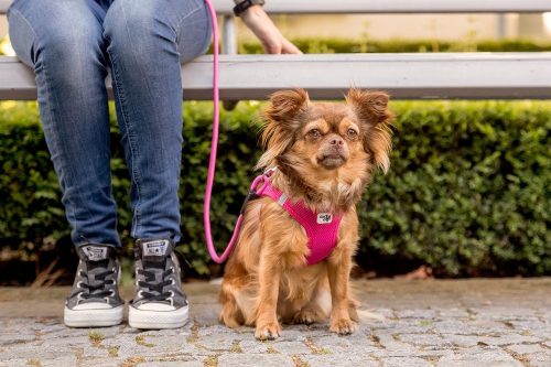 CURLI Póráz kutyáknak Comfort Pink L