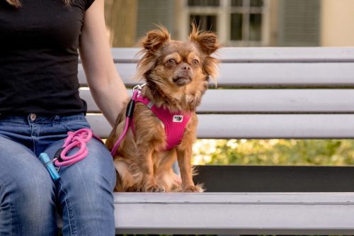 CURLI Kutyapóráz Comfort Fuchsia M