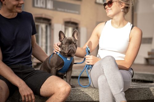 CURLI Póráz kutyáknak Comfort Skyblue M