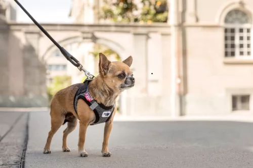 CURLI Póráz kutyáknak Comfort Black M