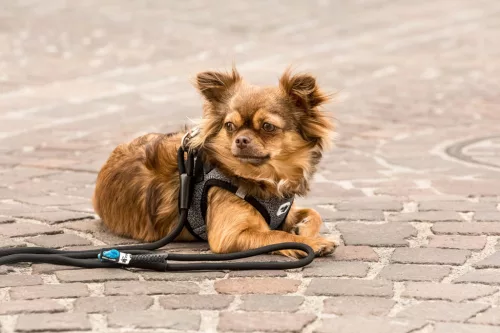 CURLI Póráz kutyáknak Comfort Black M