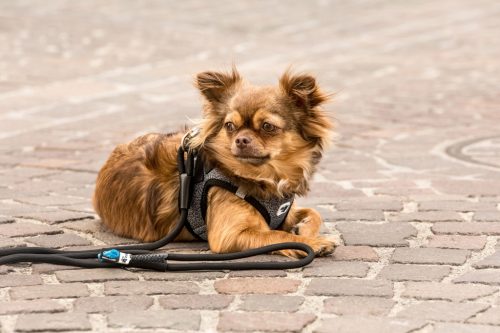 CURLI Póráz kutyáknak Comfort Black L