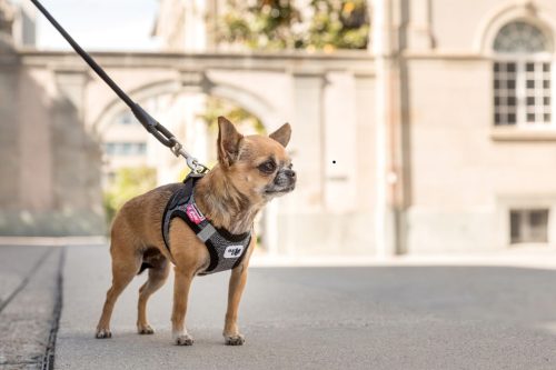 CURLI Póráz kutyáknak Comfort Black L