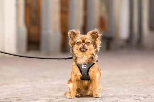 CURLI Póráz kutyáknak Comfort Black L