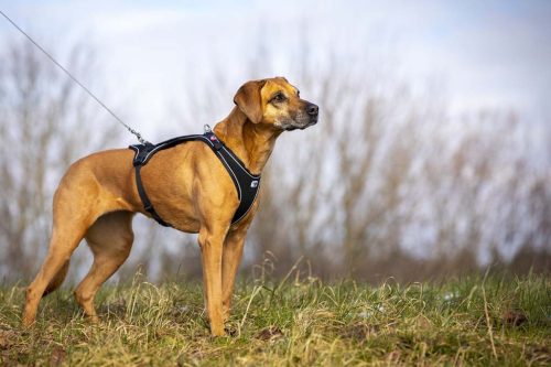 CURLI Ultra erős zseb póráz kutyáknak S 110cm