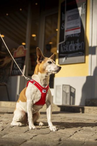 CURLI Ultra erős zseb póráz kutyáknak S 110cm