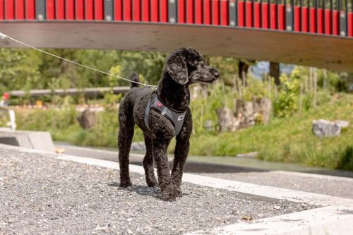 CURLI Ultra erős zseb póráz kutyáknak S 110cm