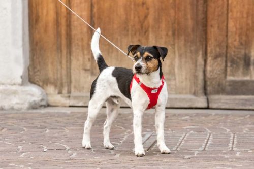 CURLI Ultra erős zseb póráz kutyáknak S 110cm