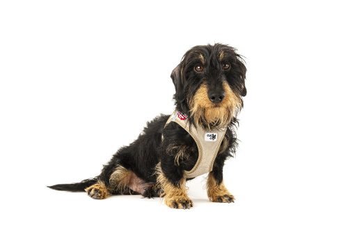 CURLI Kutyahám csattal Manšestr Tan M, 6-9 kg