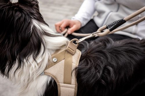 CURLI Kutyahám csattal Manšestr Tan M, 6-9 kg