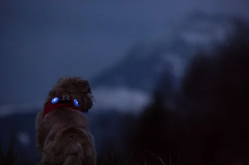 CURLI Luumi LED biztonsági fény a nyakörvre RED