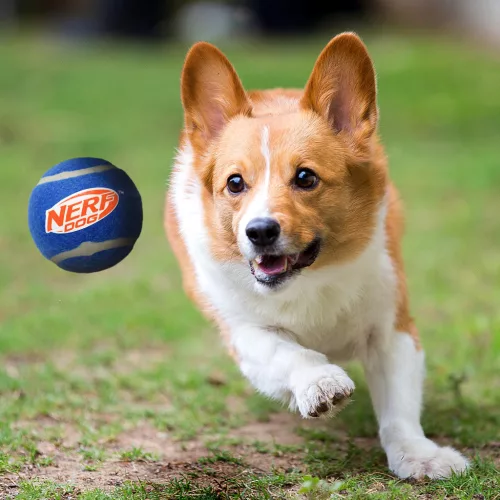 NERF DOG Játék kutyáknak 3 db sípoló teniszlabda 6,5 cm