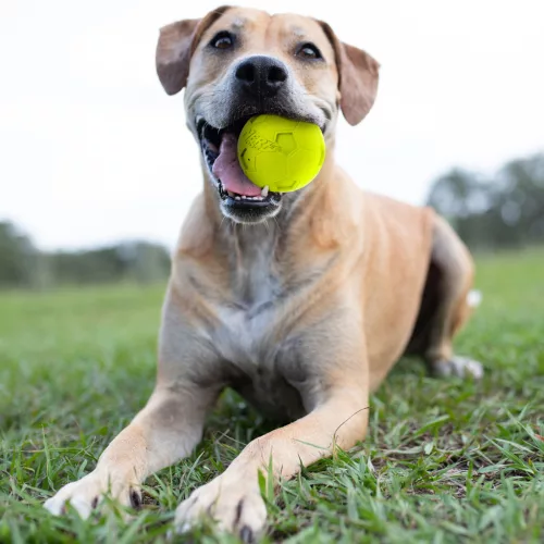 NERF DOG Gumilabda kutyáknak sípoló focilabda 10 cm