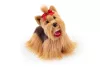 Trudi Yorkshire Willy - 21cm