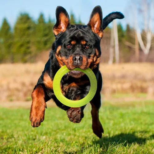 NERF DOG Kutyajáték fogászati húzókarika formájában, 23 cm