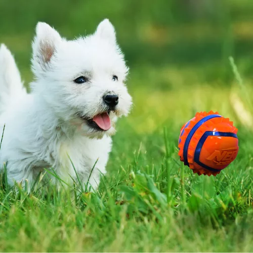 NERF DOG Játék kutyáknak tüskés labda 9 cm