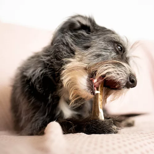 EXPLORER DOG Rágható szarvasagancs XXL  puha