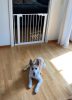 DogSpace Lassie nyomás rögzítő kapu rács  kutyáknak, 73-80cm cm fehér