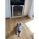 DogSpace Lassie nyomás rögzítő kapu rács  kutyáknak, 73-80cm cm fehér