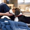 DogSpace Lassie nyomás rögzítő kapu rács  kutyáknak, 73-80cm cm fehér