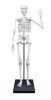 Összeépíthető  Emberi Csontváz 85cm-es- Buki