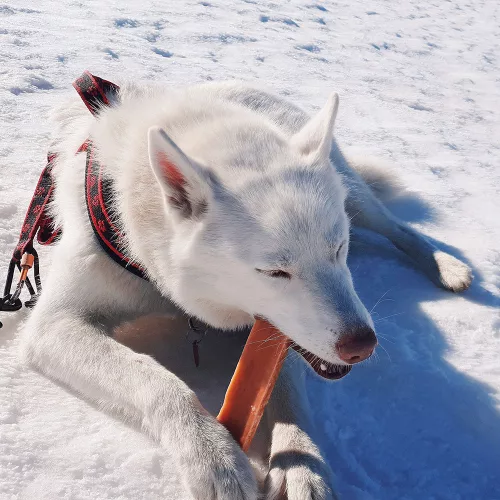 EXPLORER DOG Himalája csemege mézzel XL