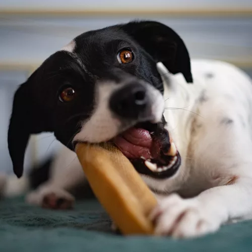 EXPLORER DOG himalájai sajt rágóka XL