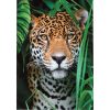 Puzzle, jaguár, 500 db, 18x25 cm dob.
